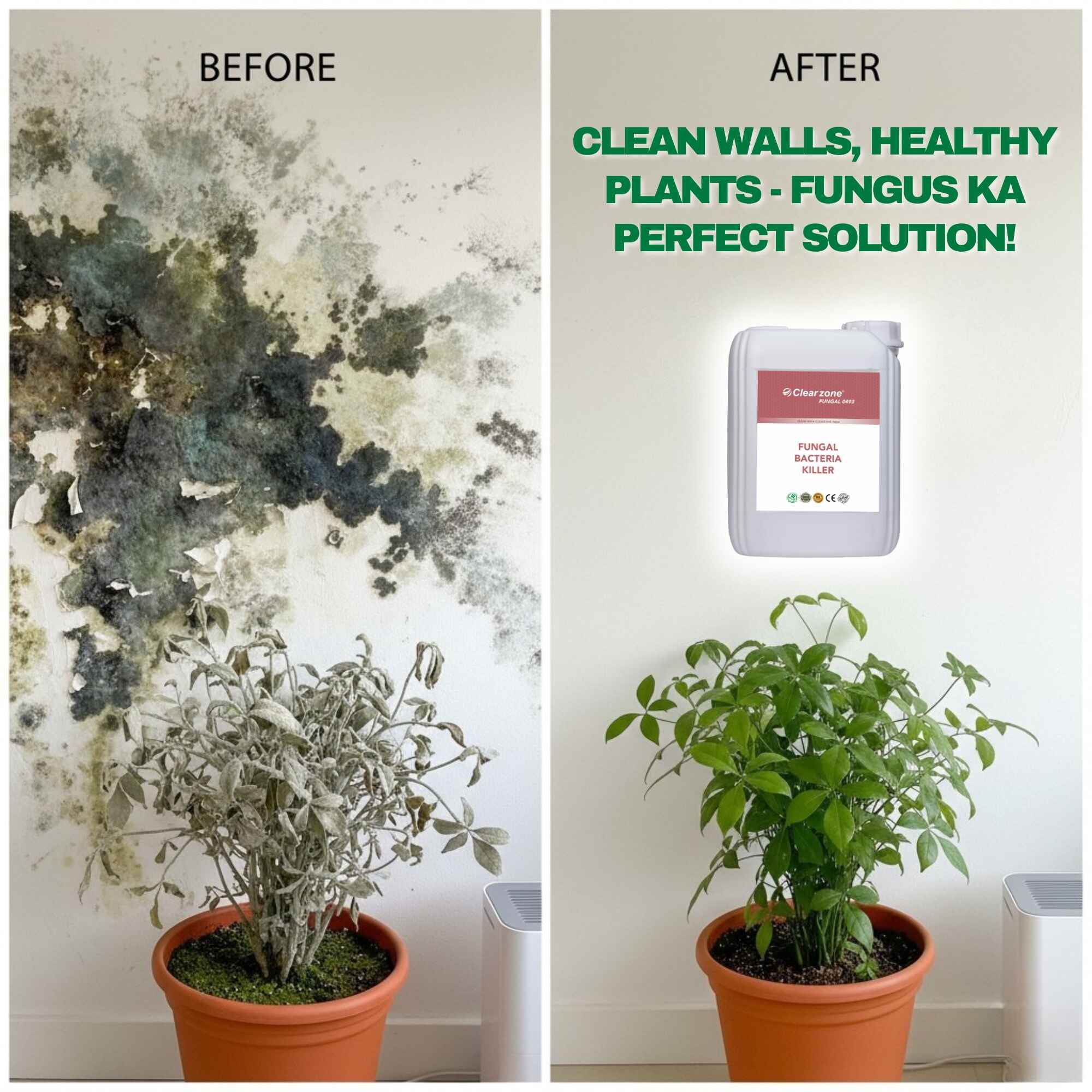 घर की दीवारों और पौधों को फंगस से कैसे सुरक्षित रखें 3 fungalpost