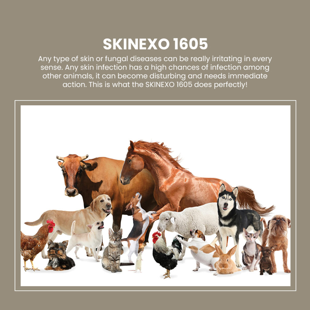 SKINEXO 1605: Your Shield Against Lumpy Skin Disease and Glanders