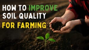 FARMEXO 3116 – Eco-Friendly Micronutrient Solution for Healthy Soil & Crops | Clearzone improve Soil Quality
