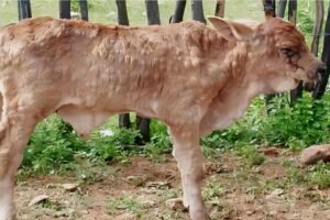 Cow Lumpy Skin Disease