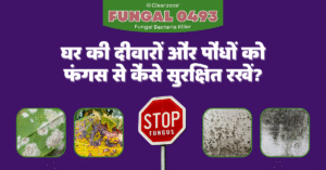घर की दीवारों और पौधों को फंगस से कैसे सुरक्षित रखें – ClearZone Fungal 0493 से fungus हटाने का समाधान