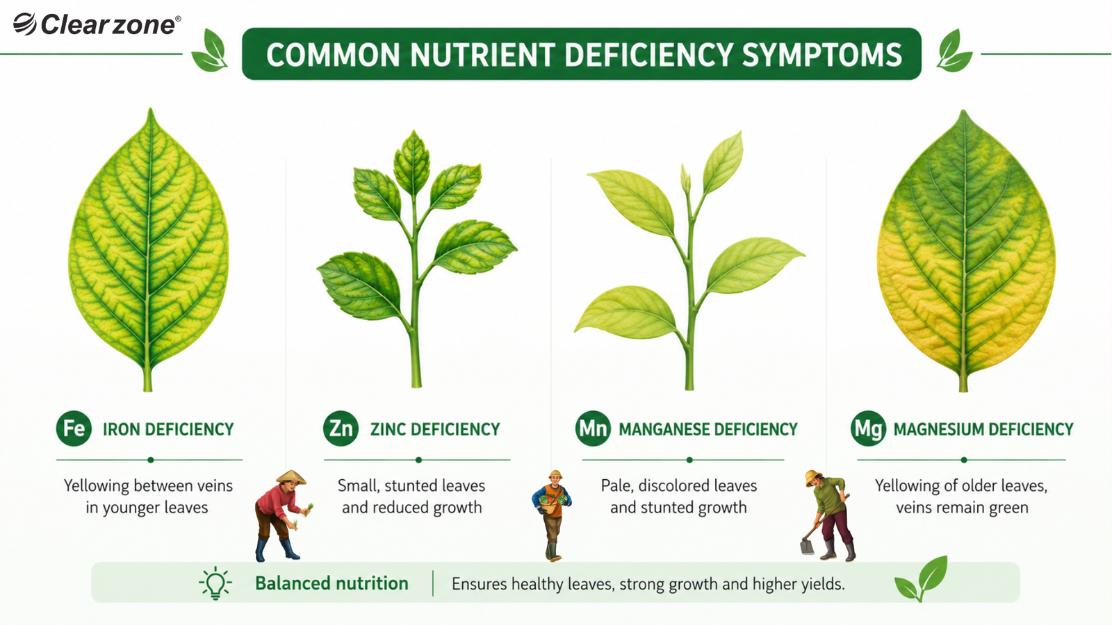 Plant micronutrient deficiency symptoms infographic