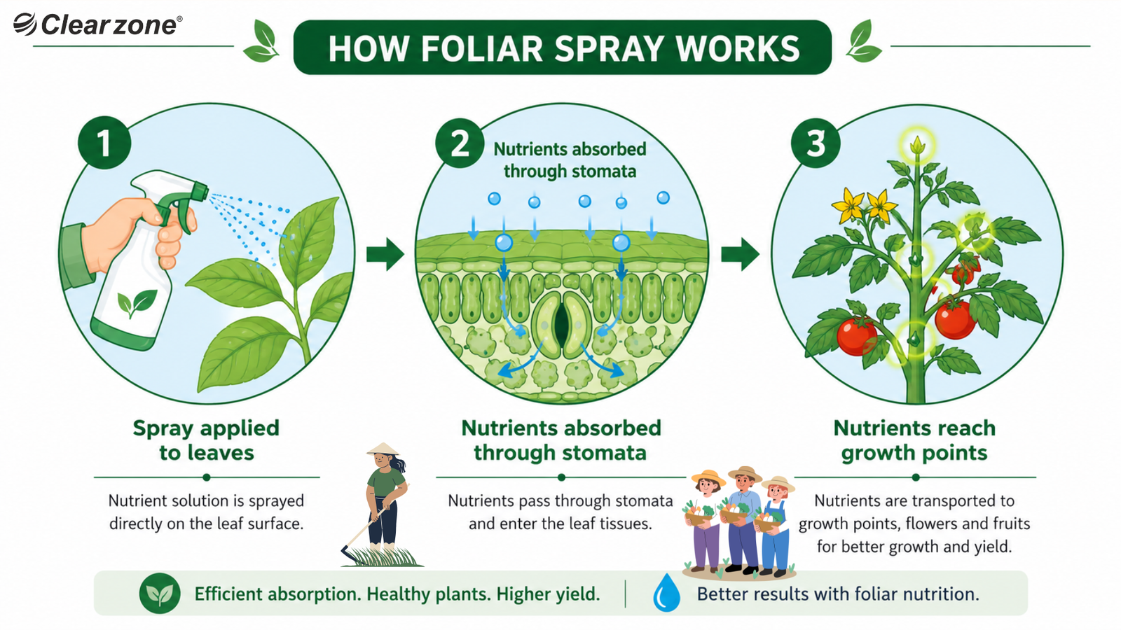 Foliar spray process diagram for crops