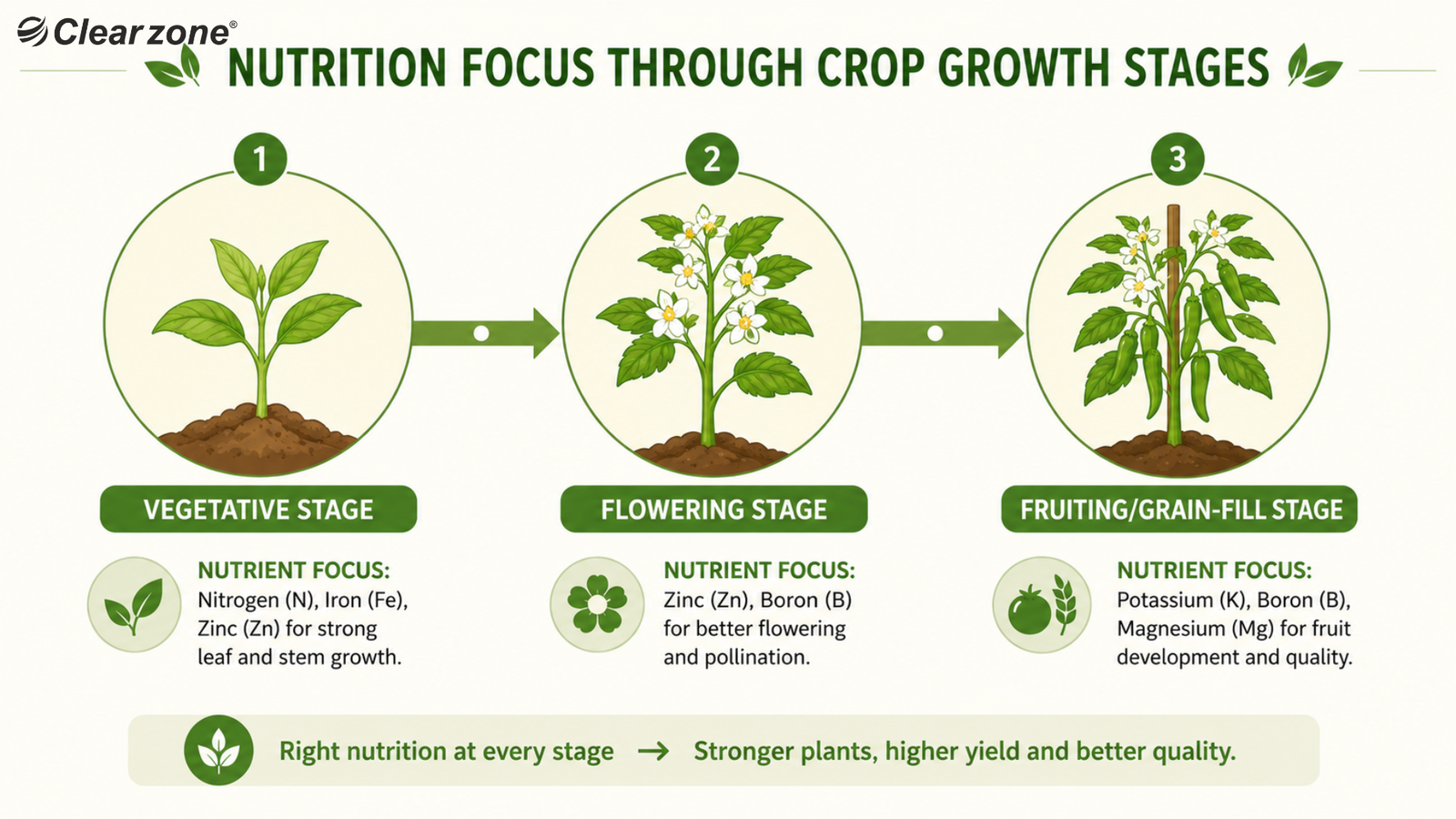 Crop growth stage nutrition timeline infographic